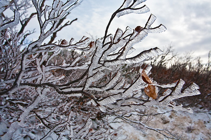 Đir do vrha Zečjak na sjevernom Velebitu, Foto: Leo Banić