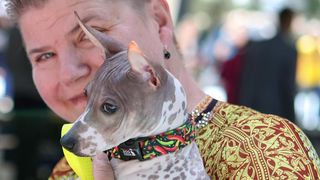 Međunarodna izložba pasa CACIB 2023