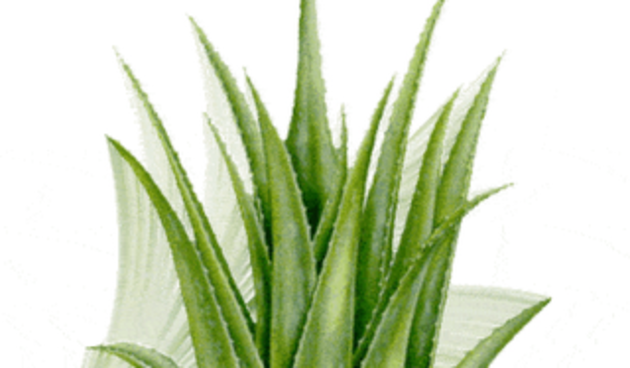 Aloe Vera(foto:bp2.blogger.com)