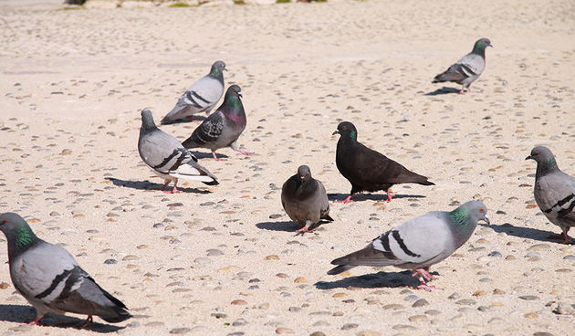 Đir po gradu, 17. 3. 2016.