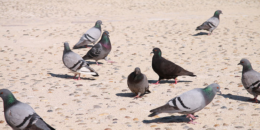 Đir po gradu, 17. 3. 2016.
