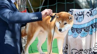 Međunarodna izložba pasa CACIB 2023