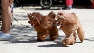 Međunarodna izložba pasa CACIB 2023