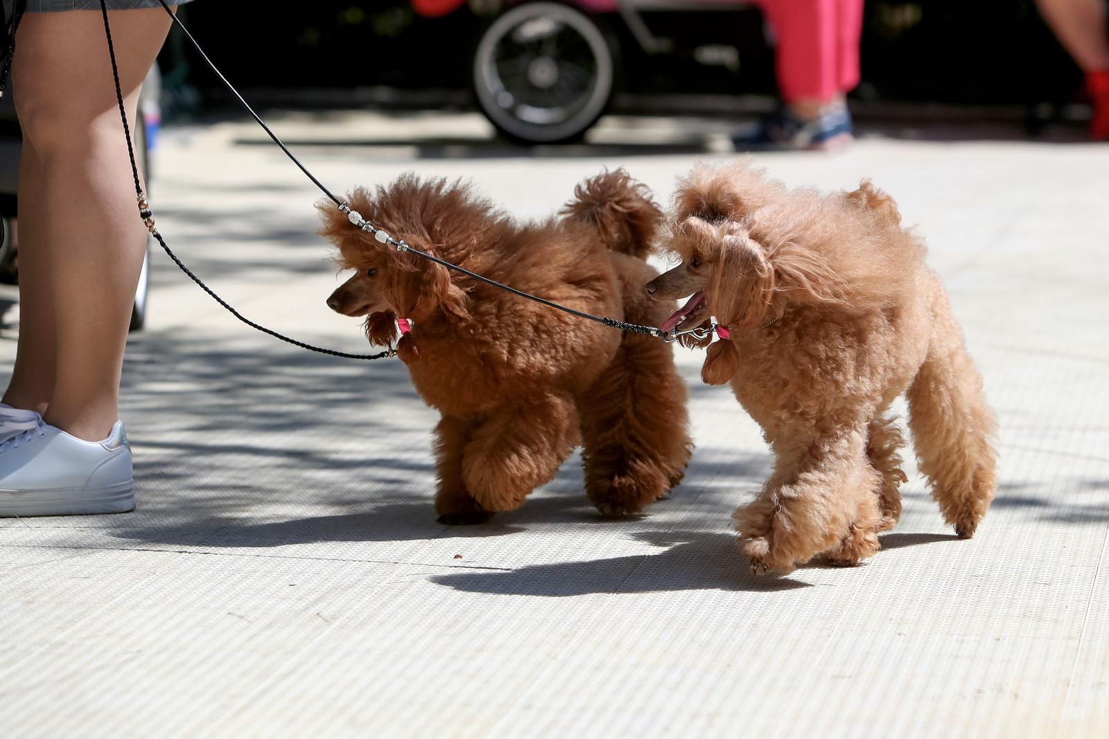 Međunarodna izložba pasa CACIB 2023