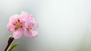 Boje i mirisi proljeća, Foto: CROPIX