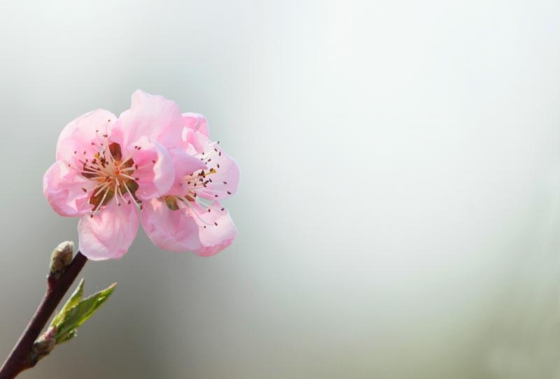 Boje i mirisi proljeća, Foto: CROPIX