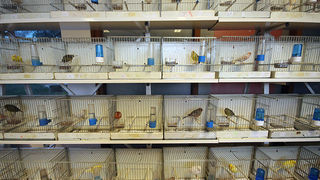 Ornitološko prvenstvo Hrvatske u hotelu Zadar (foto:Saša Čuka)