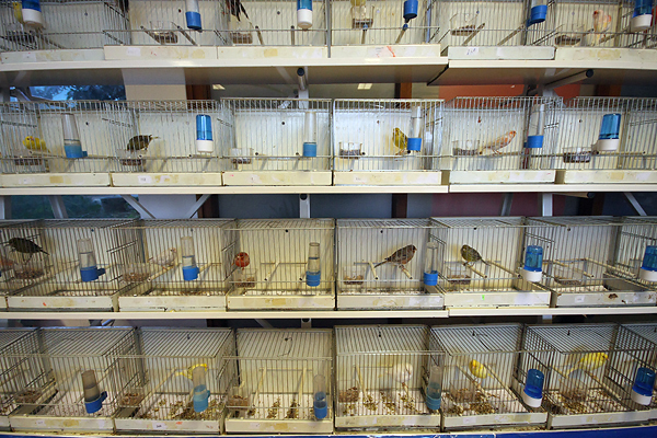 Ornitološko prvenstvo Hrvatske u hotelu Zadar (foto:Saša Čuka)