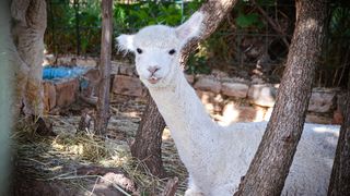 Zaton Obrovački: ZOO s egzotičnim i domaćim životinjama Zaton Obrovački: ZOO s egzotičnim i domaćim životinjama