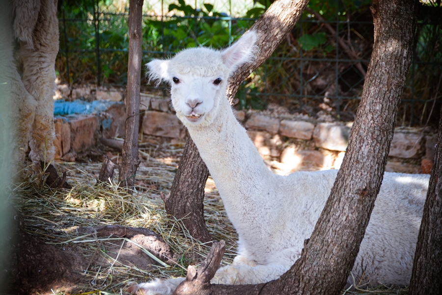 Zaton Obrovački: ZOO s egzotičnim i domaćim životinjama Zaton Obrovački: ZOO s egzotičnim i domaćim životinjama