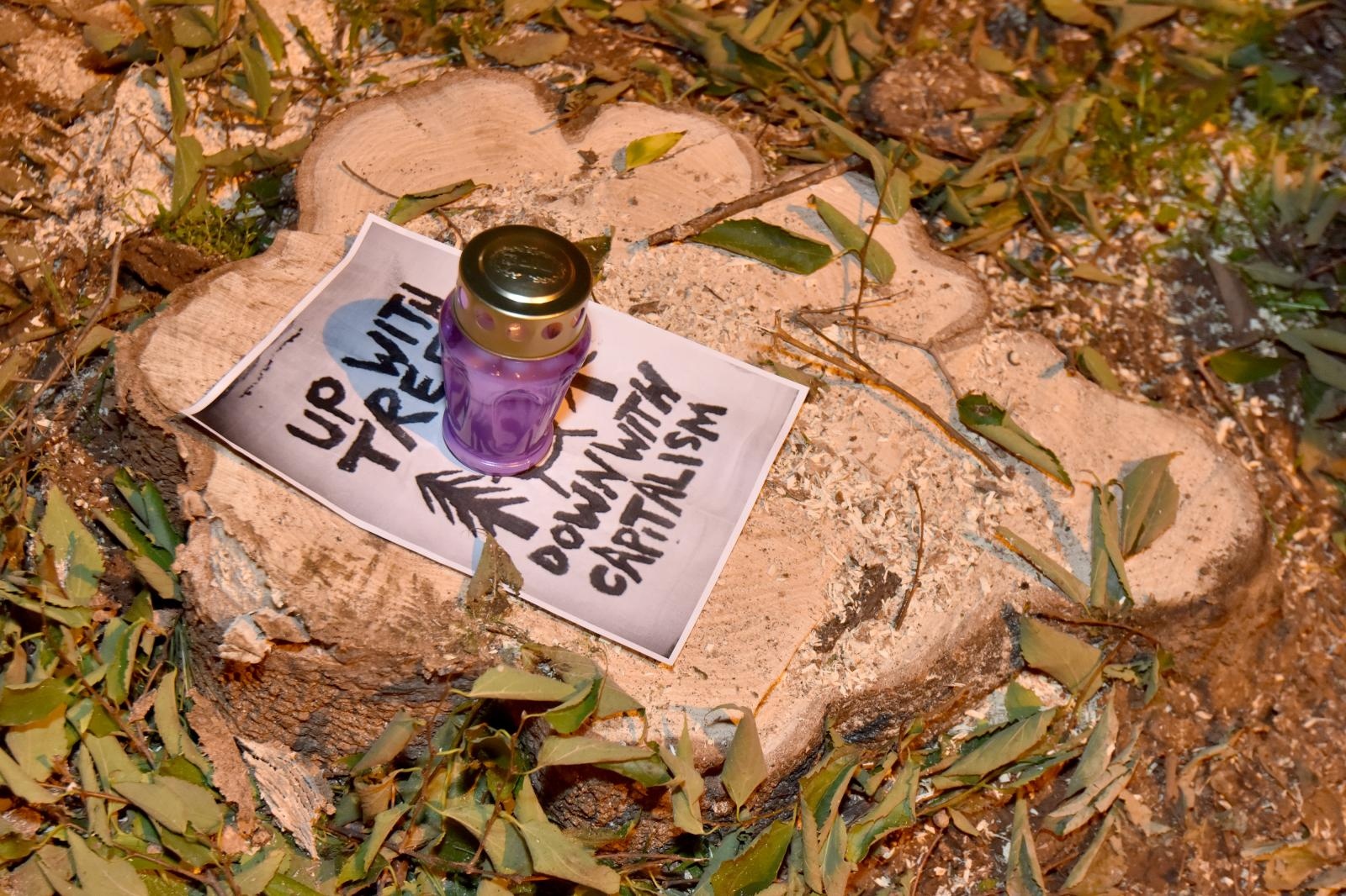 Prosvjed građana zbog odluke Grada da posječe drvored fafarikula u Vruljici Prosvjed građana zbog odluke Grada da posječe drvored fafarikula u Vruljici