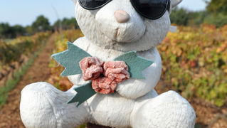 Zadar, 021111
Uz cestu koja vodi od Zadra prema Razancu moze se vidjeti jedan od sigurno najneobicnijih vinograda na svijetu. Umjesto uobicajenih strasila, vinograd cuvaju ogromni plisani medvjedi , lutke, barbike i raznorazne druge igracke i predmeti.
Fo Zadar, 021111
Uz cestu koja vodi od Zadra prema Razancu moze se vidjeti jedan od sigurno najneobicnijih vinograda na svijetu. Umjesto uobicajenih strasila, vinograd cuvaju ogromni plisani medvjedi , lutke, barbike i raznorazne druge igracke i predmeti.
Fo