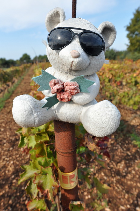 Zadar, 021111
Uz cestu koja vodi od Zadra prema Razancu moze se vidjeti jedan od sigurno najneobicnijih vinograda na svijetu. Umjesto uobicajenih strasila, vinograd cuvaju ogromni plisani medvjedi , lutke, barbike i raznorazne druge igracke i predmeti.
Fo Zadar, 021111
Uz cestu koja vodi od Zadra prema Razancu moze se vidjeti jedan od sigurno najneobicnijih vinograda na svijetu. Umjesto uobicajenih strasila, vinograd cuvaju ogromni plisani medvjedi , lutke, barbike i raznorazne druge igracke i predmeti.
Fo