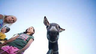 51. Saljske užance, 8. kolovoza 2010. (foto:Saša Čuka)