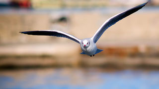 Zadarski galebovi (foto:Saša Čuka)
