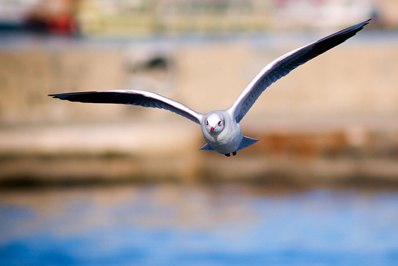 Zadarski galebovi (foto:Saša Čuka)