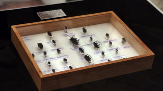 Izlozba A sto ako vam se svidjam? u Gradskoj lozi Izlozba A sto ako vam se svidjam? u Gradskoj lozi