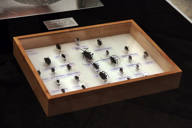 Izlozba A sto ako vam se svidjam? u Gradskoj lozi Izlozba A sto ako vam se svidjam? u Gradskoj lozi