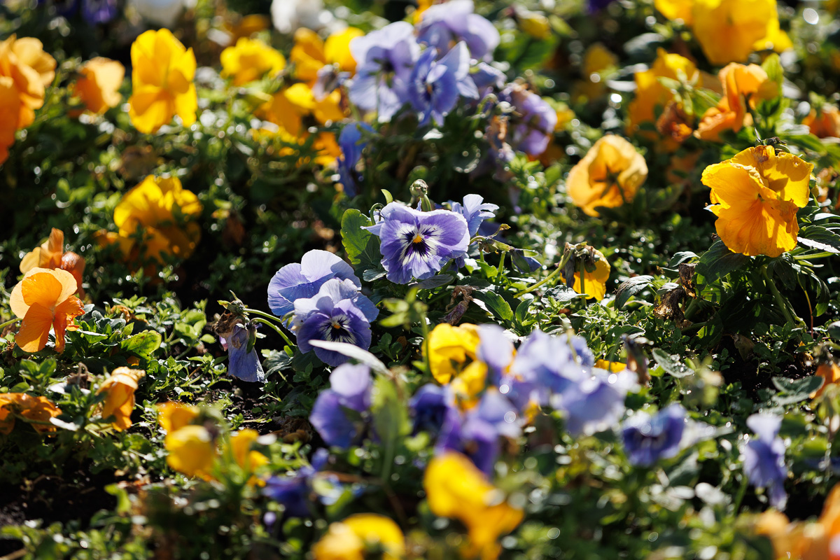 Đir po gradu, 27. siječnja 2025. Đir po gradu, 27. siječnja 2025.