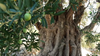 Pag, Lun, 221012.
Berba maslina u lunskom masliniku koji se nalazi kod mjesta Lun na otoku Pagu. Omedjen je suhozidima, prostire se na 400 hektara i sadrzi oko 80.000 stabala maslina. Najveci je maslinik u Hrvatskoj. U Lunskom masliniku rastu brojne jedin Pag, Lun, 221012.
Berba maslina u lunskom masliniku koji se nalazi kod mjesta Lun na otoku Pagu. Omedjen je suhozidima, prostire se na 400 hektara i sadrzi oko 80.000 stabala maslina. Najveci je maslinik u Hrvatskoj. U Lunskom masliniku rastu brojne jedin