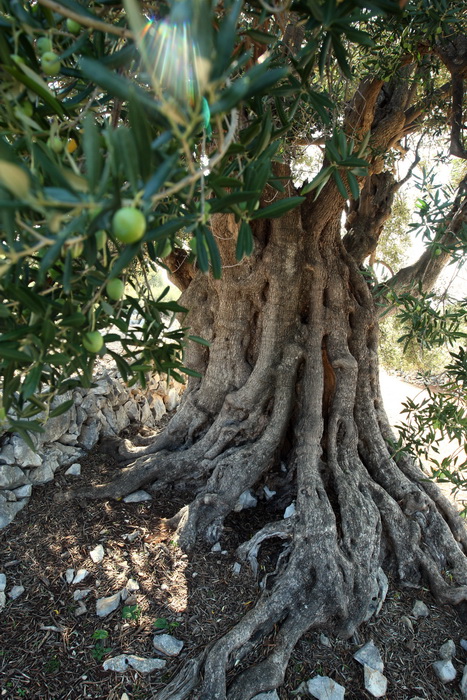 Pag, Lun, 221012.
Berba maslina u lunskom masliniku koji se nalazi kod mjesta Lun na otoku Pagu. Omedjen je suhozidima, prostire se na 400 hektara i sadrzi oko 80.000 stabala maslina. Najveci je maslinik u Hrvatskoj. U Lunskom masliniku rastu brojne jedin Pag, Lun, 221012.
Berba maslina u lunskom masliniku koji se nalazi kod mjesta Lun na otoku Pagu. Omedjen je suhozidima, prostire se na 400 hektara i sadrzi oko 80.000 stabala maslina. Najveci je maslinik u Hrvatskoj. U Lunskom masliniku rastu brojne jedin