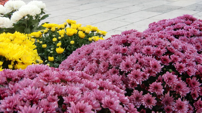 Gradska trznica uoci dana mrtvih, Foto: Mia Knezevic