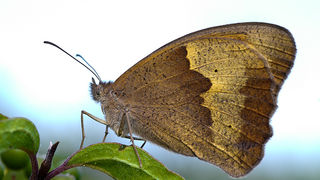 Cvijeće, bube, pauk, foto: Leo Banić