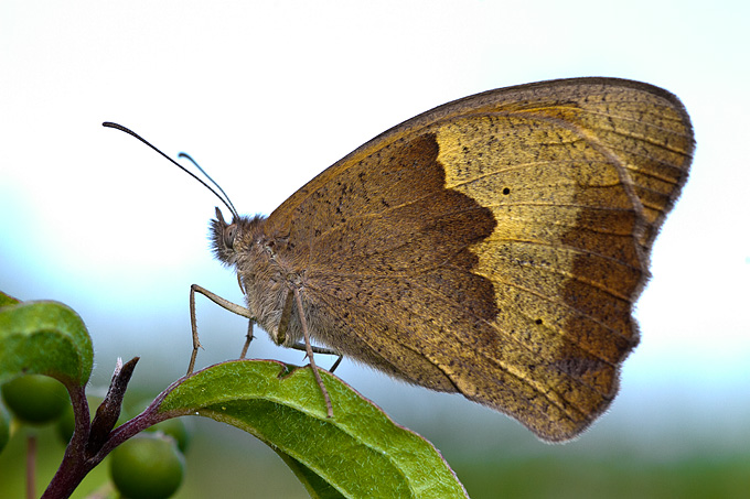 Cvijeće, bube, pauk, foto: Leo Banić