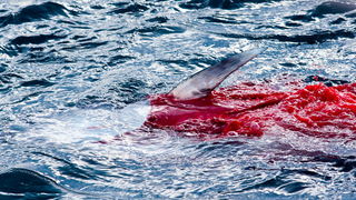 Zadar, 020112.
Tvrtka Kali Tuna bavi se izlovom i uzgojem tuna vec dugi niz godina.
Nakon uzgojnog ciklusa koji traje 30. mjesci slijedi izlov Tuna. Djelatnici Kali tune vrse izlov te ih prebacuju na drugi brod tvrtke iz Japana na kojem se vrsi daljnje pr Zadar, 020112.
Tvrtka Kali Tuna bavi se izlovom i uzgojem tuna vec dugi niz godina.
Nakon uzgojnog ciklusa koji traje 30. mjesci slijedi izlov Tuna. Djelatnici Kali tune vrse izlov te ih prebacuju na drugi brod tvrtke iz Japana na kojem se vrsi daljnje pr