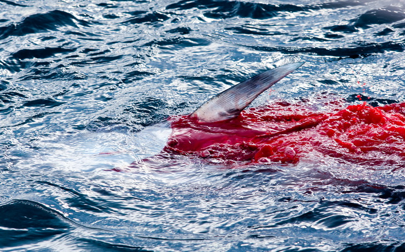 Zadar, 020112.
Tvrtka Kali Tuna bavi se izlovom i uzgojem tuna vec dugi niz godina.
Nakon uzgojnog ciklusa koji traje 30. mjesci slijedi izlov Tuna. Djelatnici Kali tune vrse izlov te ih prebacuju na drugi brod tvrtke iz Japana na kojem se vrsi daljnje pr Zadar, 020112.
Tvrtka Kali Tuna bavi se izlovom i uzgojem tuna vec dugi niz godina.
Nakon uzgojnog ciklusa koji traje 30. mjesci slijedi izlov Tuna. Djelatnici Kali tune vrse izlov te ih prebacuju na drugi brod tvrtke iz Japana na kojem se vrsi daljnje pr