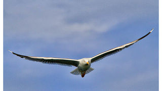 Moj galebe by Leo Banić