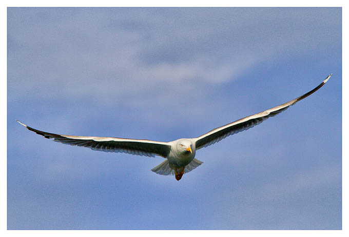 Moj galebe by Leo Banić