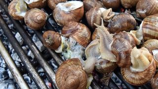 U sklopu Benkovackog kulturnog ljeta Grad Benkovac i Turisticka zajednica Grada Benkovca vec cetvrtu godinu za redom organiziraju manifestaciju Puzevim korakom. Radi se o gastro manifestaciji pripreme i degustacije puzeva. Posjetitelji su imali prilike d U sklopu Benkovackog kulturnog ljeta Grad Benkovac i Turisticka zajednica Grada Benkovca vec cetvrtu godinu za redom organiziraju manifestaciju Puzevim korakom. Radi se o gastro manifestaciji pripreme i degustacije puzeva. Posjetitelji su imali prilike d