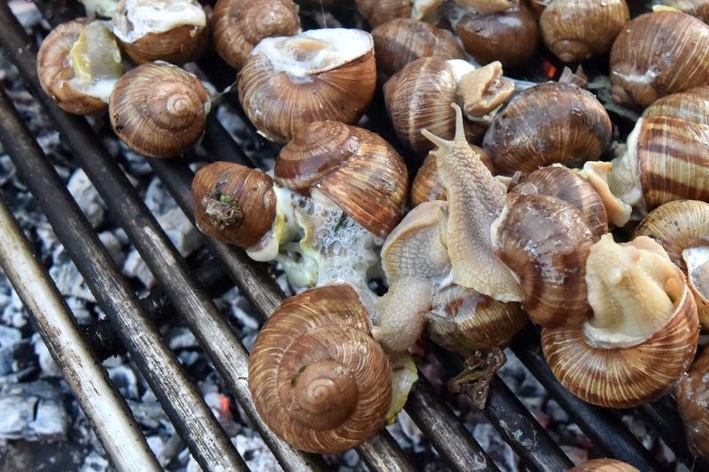 U sklopu Benkovackog kulturnog ljeta Grad Benkovac i Turisticka zajednica Grada Benkovca vec cetvrtu godinu za redom organiziraju manifestaciju Puzevim korakom. Radi se o gastro manifestaciji pripreme i degustacije puzeva. Posjetitelji su imali prilike d U sklopu Benkovackog kulturnog ljeta Grad Benkovac i Turisticka zajednica Grada Benkovca vec cetvrtu godinu za redom organiziraju manifestaciju Puzevim korakom. Radi se o gastro manifestaciji pripreme i degustacije puzeva. Posjetitelji su imali prilike d