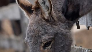 Farma “Dar-mar” (foto:Saša Čuka)