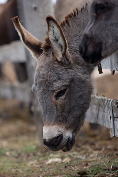 Farma “Dar-mar” (foto:Saša Čuka)