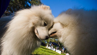 Međunarodna izložba pasa “CACIB ZADAR 2012” Međunarodna izložba pasa “CACIB ZADAR 2012”