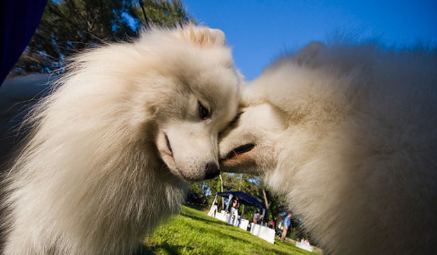 Međunarodna izložba pasa “CACIB ZADAR 2012”