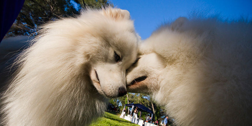 Međunarodna izložba pasa “CACIB ZADAR 2012” Međunarodna izložba pasa “CACIB ZADAR 2012”