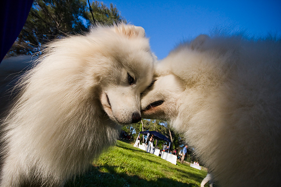 Međunarodna izložba pasa “CACIB ZADAR 2012” Međunarodna izložba pasa “CACIB ZADAR 2012”