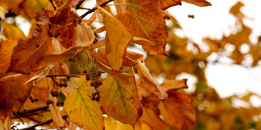Jesen – priroda