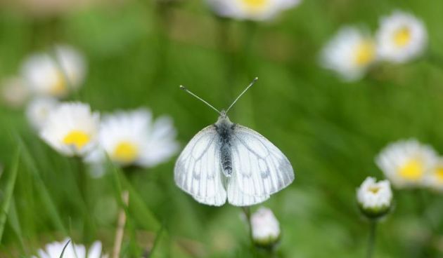 Leptir, proljeće, priroda, okoliš, Photo: Marko Jurinec/PIXSELL