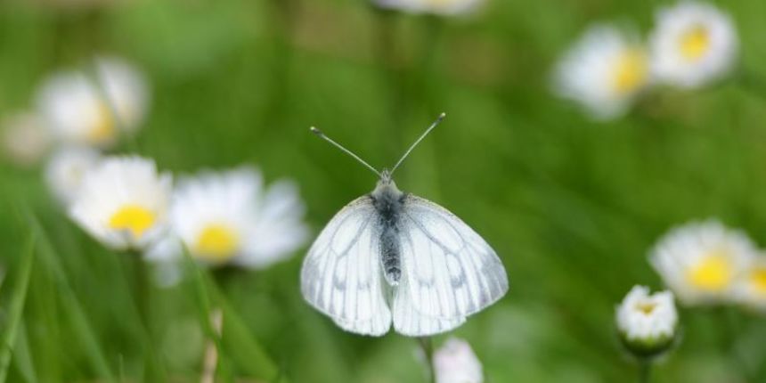 Leptir, proljeće, priroda, okoliš, Photo: Marko Jurinec/PIXSELL