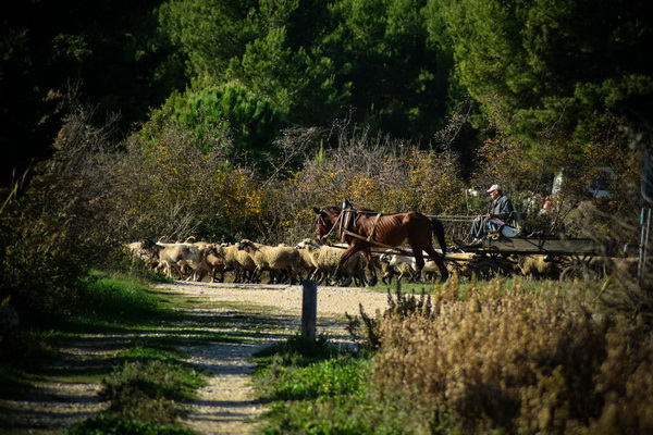 Nedjeljni đir do Parka prirode Vransko jezero i vidikovca Kamenjak, foto: Iva Perinčić Nedjeljni đir do Parka prirode Vransko jezero i vidikovca Kamenjak, foto: Iva Perinčić