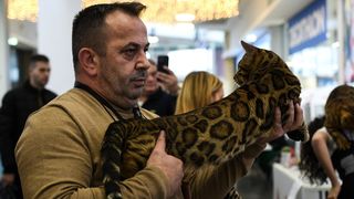 Međunarodna izložba mačaka