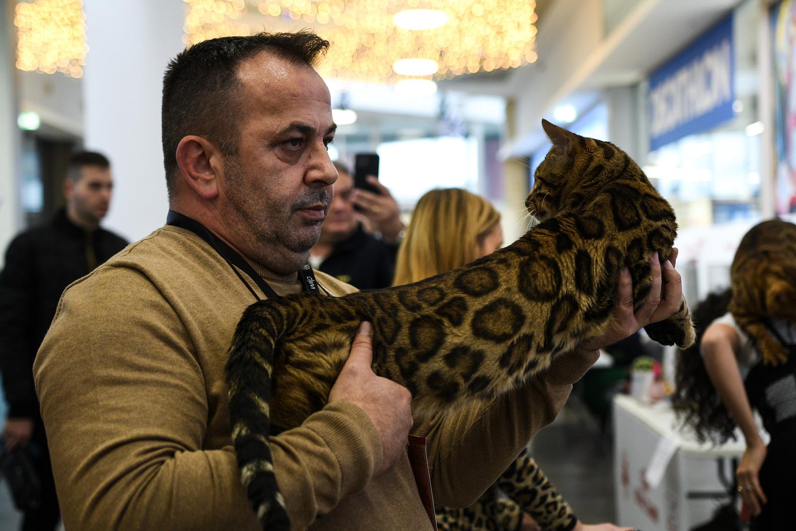 Međunarodna izložba mačaka