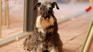 Đir po gradu, ponedjeljak 1. srpnja 2019.