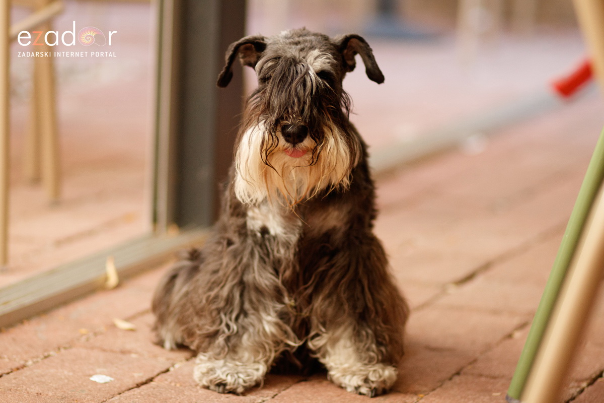 Đir po gradu, ponedjeljak 1. srpnja 2019.