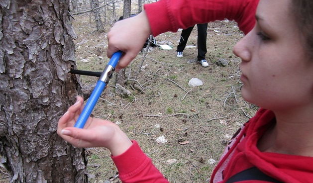 Zadrani i Norvežani istražuju crni bor u sklopu projekta “The Tree Ring project”