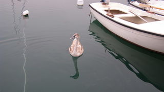 Labud u Posedarju (Foto: Josip Prskalo)
